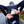 Load image into Gallery viewer, Phone Pac Velo Pac
